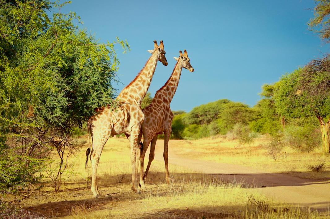 Otjiwa Safari Lodge Очиваронго Екстериор снимка
